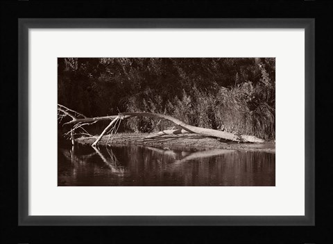 Framed Lake And Fallen Tree Reflection Print