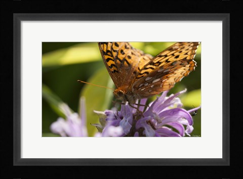Framed Orang Butterfly On Purple Wildflower Closeup Print