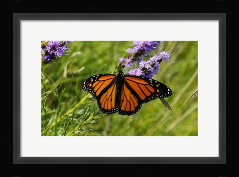 Framed Shades Of Nature Orange Butterfly Print