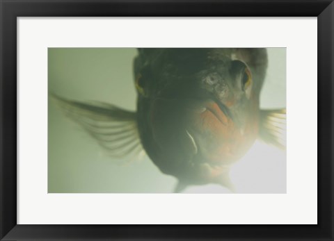 Framed Green Underwater Fish Closeup Print