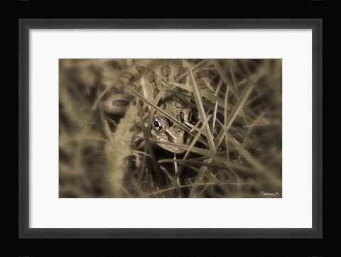Framed Frog Hidden Behind Grass Blades Print