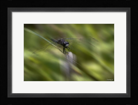 Framed Natural Motif VI Print