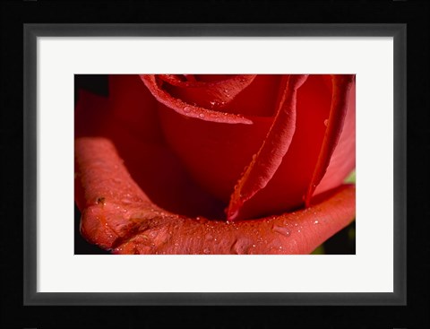 Framed Rose Red I Print