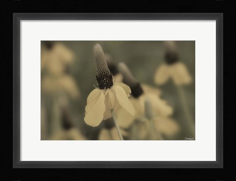 Framed White Flower In Field Closeup I Print