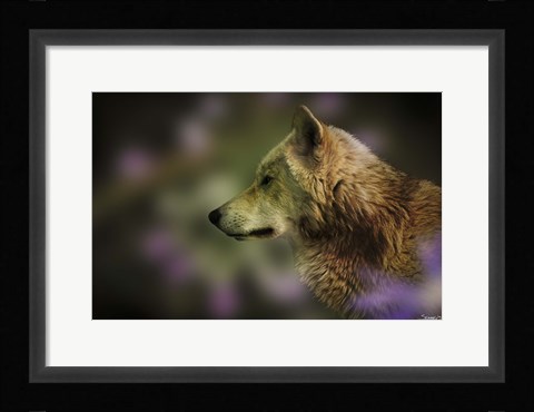 Framed Wolf Watching Orange Butterfly Print