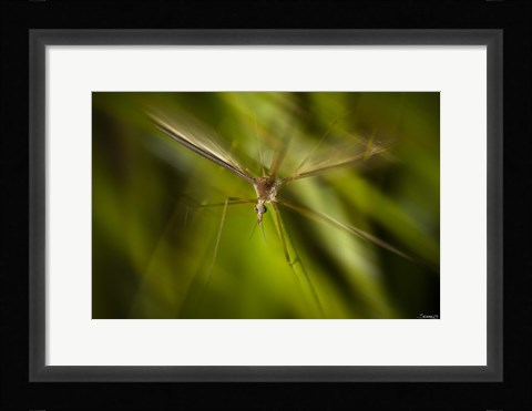 Framed Natural Motif X Print