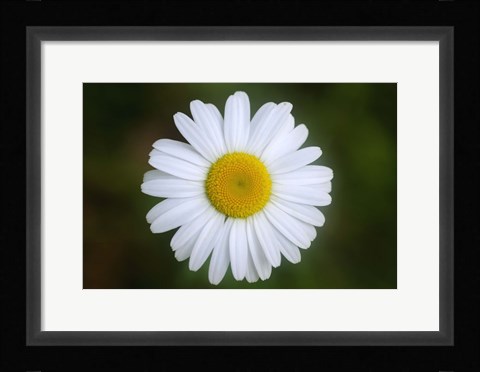 Framed Shades Of Nature White Daisy Print