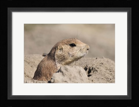 Framed Hidden Critter In The Rock Print