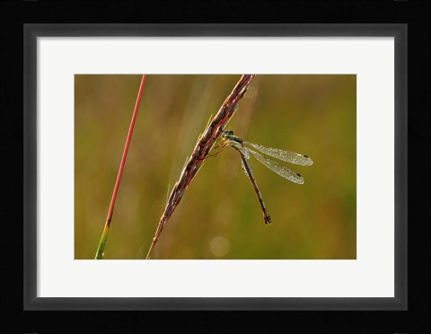 Framed Green Dragonfly On Red Stem Print