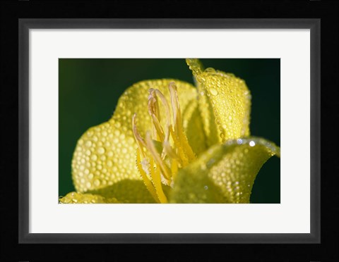 Framed Yellow Flower Bloomed With Dew Print