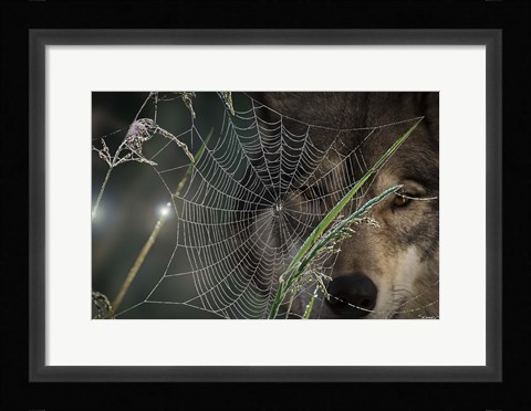 Framed Web &amp; Wolf Print