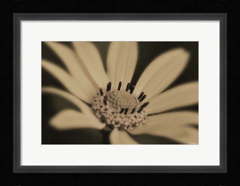 Framed White And Black Flower Print