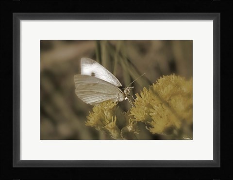 Framed Moth On Yellow Wildflower Print
