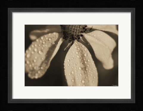 Framed Black And White Flower With Dew Print
