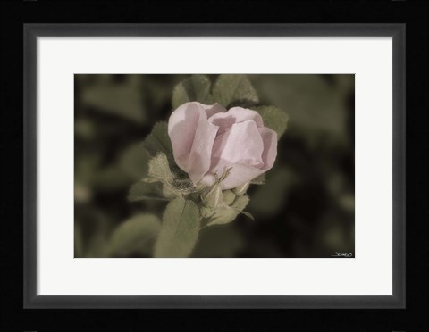 Framed Pink Flower Closeup I Print