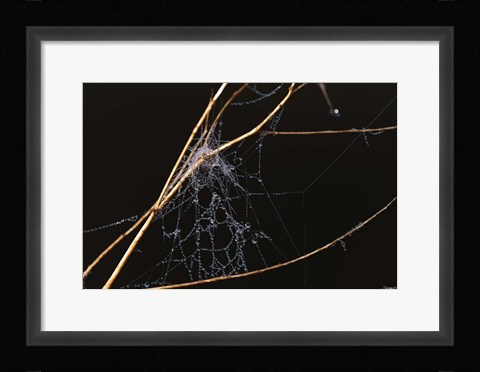 Framed Spider Web Covered In Dew Print