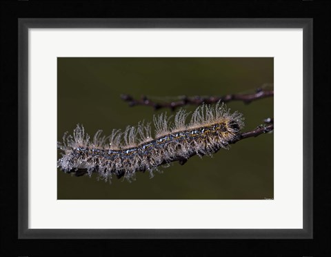 Framed Blue Caterpillar On Branch Closeup Print