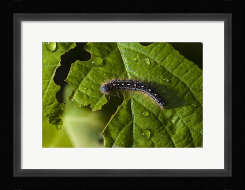 Framed Catepillar And Broken Leaf Print