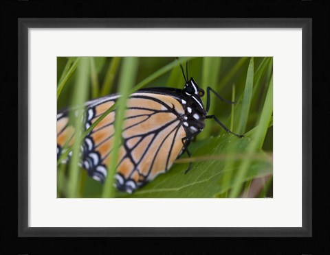 Framed Orange And Black Butterfly On Leaf Print