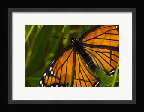 Framed Orange Butterfly And Greenery Closeup Print