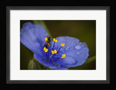 Framed Bee On Blue Flower Print