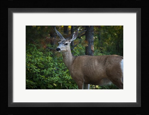 Framed Wildlife In Teton Print