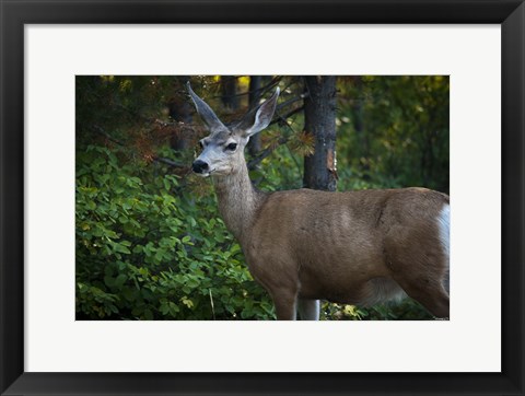 Framed Wildlife In Teton Print