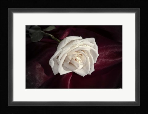 Framed White Rose On Wine Closeup Print