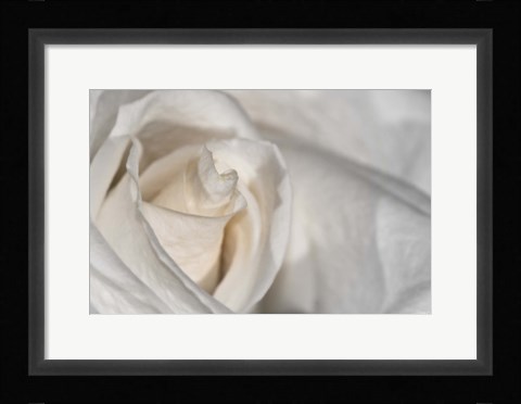 Framed White Rose Closeup Print