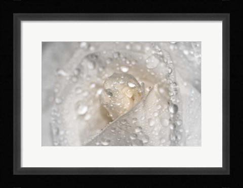 Framed White Rose Closeup With Dew I Print