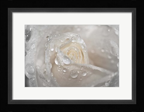 Framed White Rose Closeup With Dew II Print