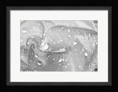 Framed White Rose Closeup Black And White Print
