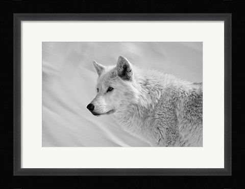 Framed White Wolf BW Print