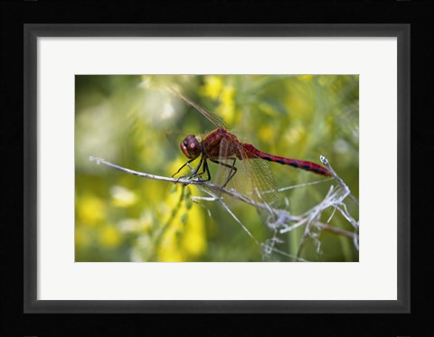 Framed Red Dragonfly On White Stem Print