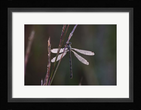 Framed Dragonfly And Magenta Stems Print