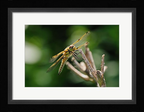 Framed Orange Dragonfly On White Branch I Print