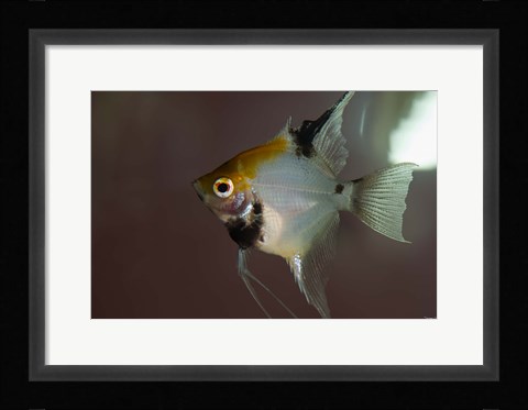 Framed Angel Fish I Print