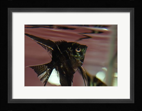 Framed Angel Fish II Print
