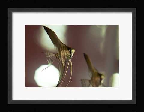 Framed Angel Fish III Print
