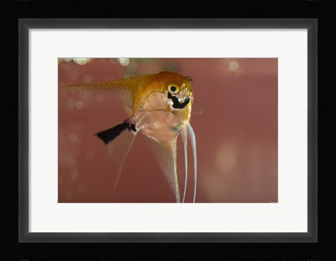 Framed Angel Fish X Print