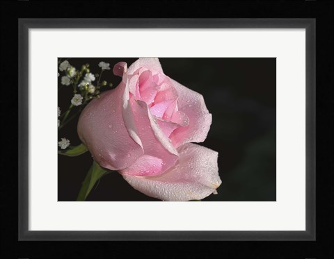 Framed Rose Pink Print