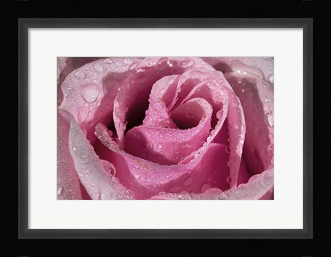 Framed Rose Pink And Raindrops Print