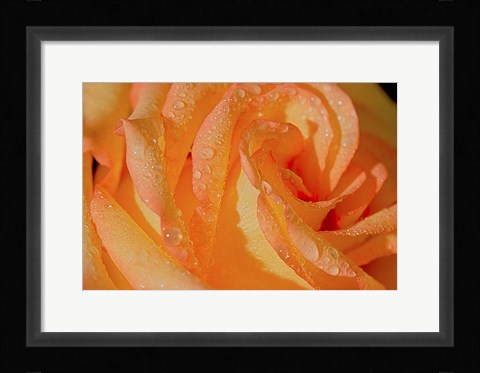 Framed Rose Orange And Raindrops Print