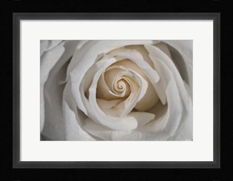 Framed White Rose Petals Closeup Print