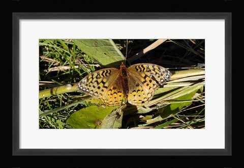 Framed Shades Of Nature Butterfly On Grass Print