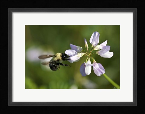 Framed Bee On Purple Flower Print