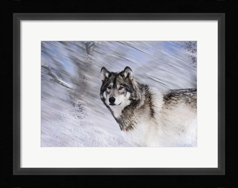 Framed River Wolf I Print