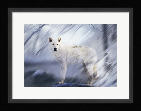 Framed River Wolf II Print