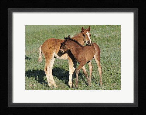 Framed Wildhorses 11 Print