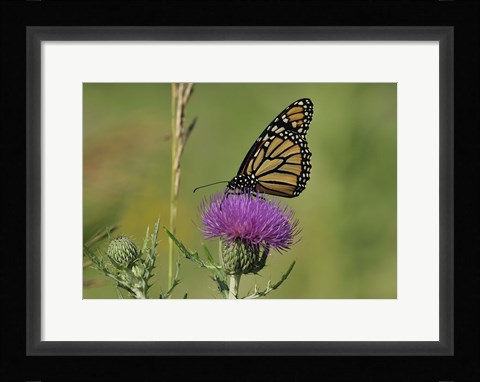 Framed Orange Butterfly On Purple Flower Closeup Print
